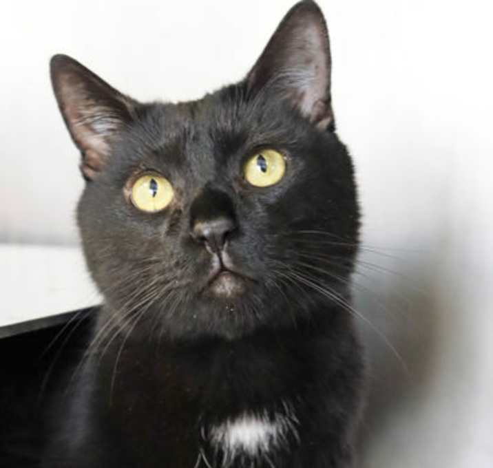 Photo of Shadow