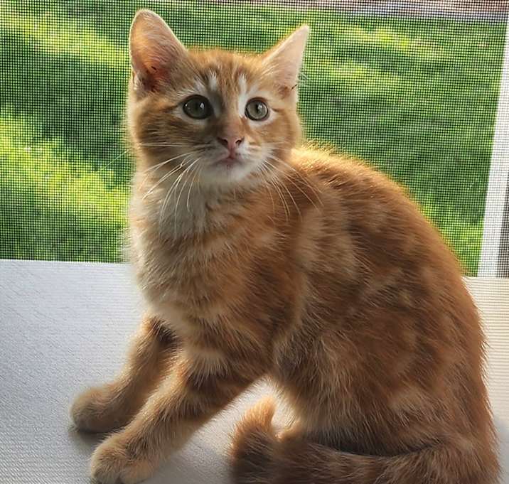 Photo of Brandy
