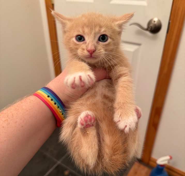 Photo of Dandelion