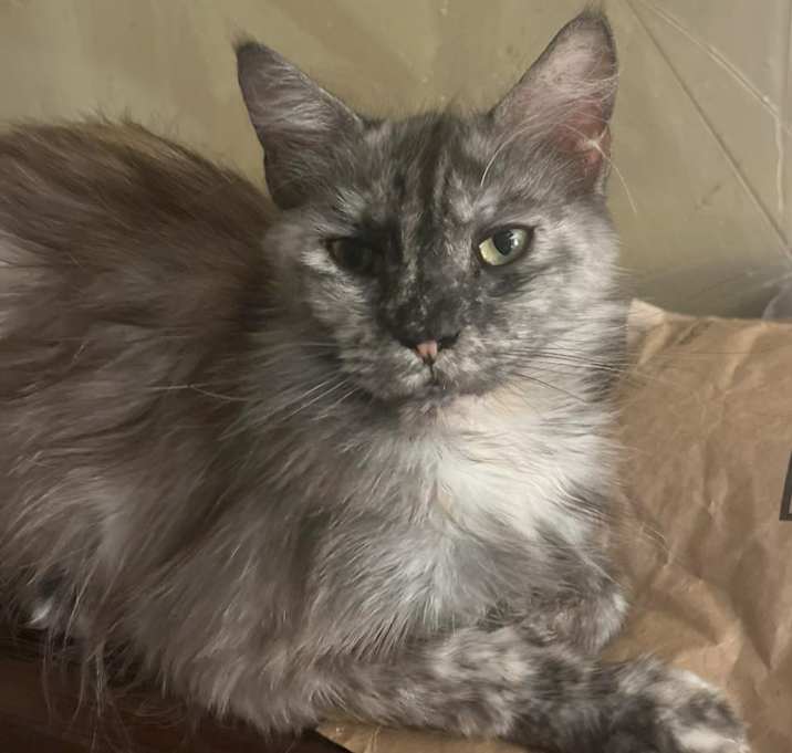 Photo of Persephone (Maine Coon, purebr