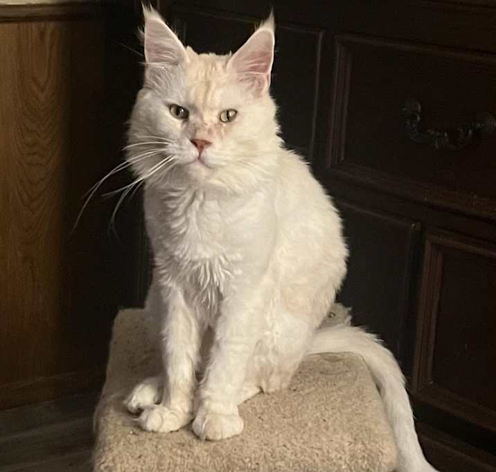 Photo of Charelmagne (Maine Coon, pureb