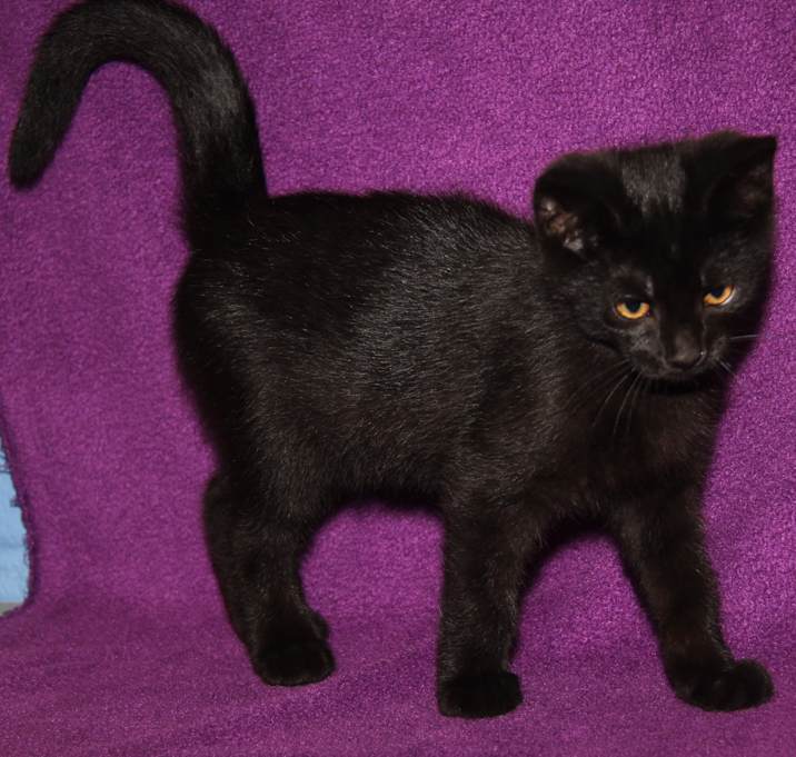 Photo of Banban (Neutered)