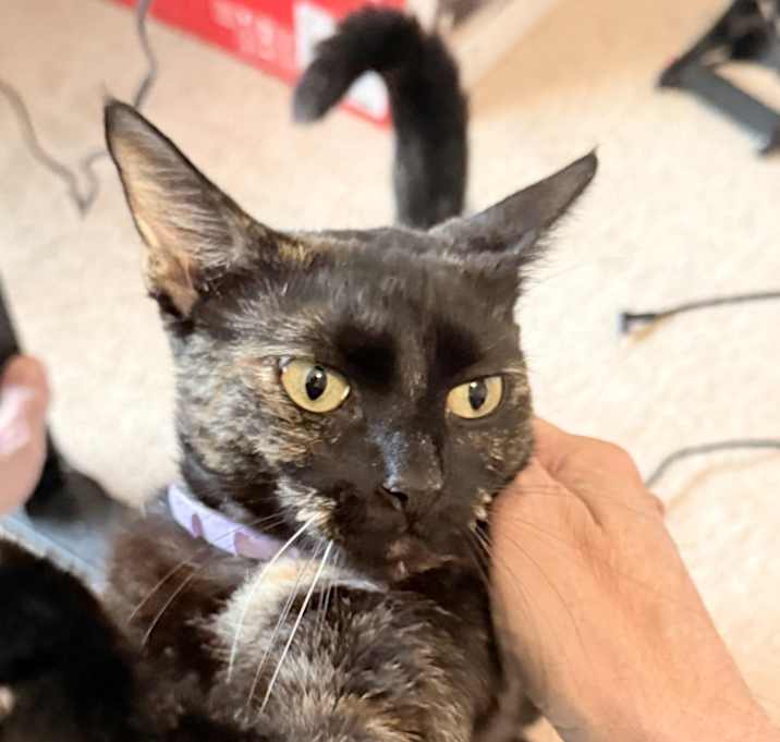 Photo of Lady