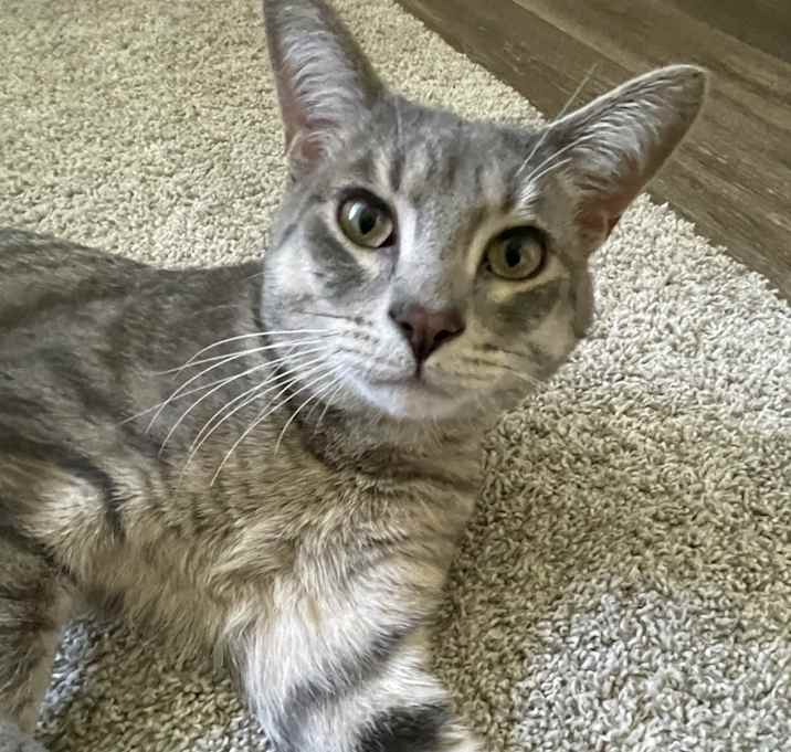 Photo of Hobie