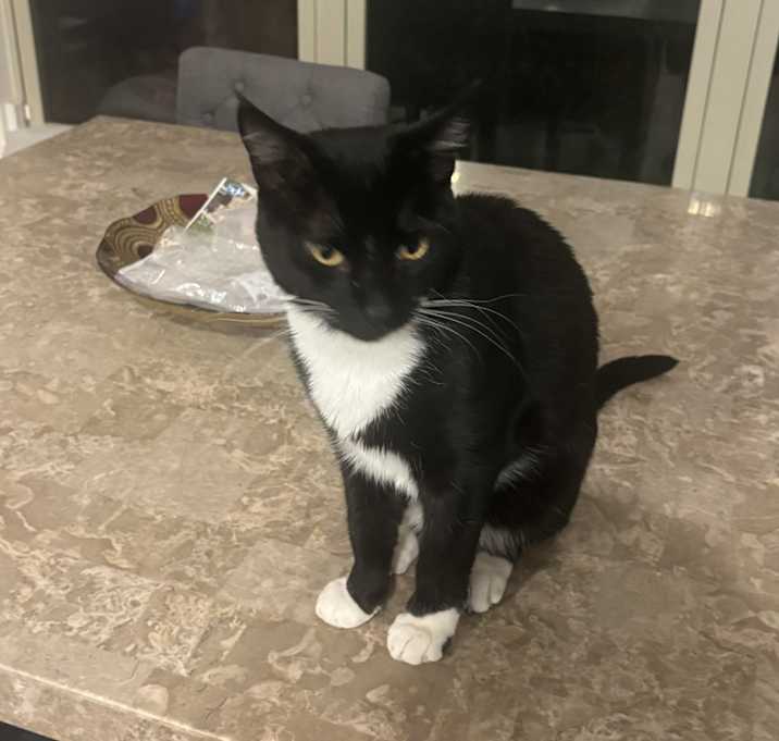 Photo of Loki