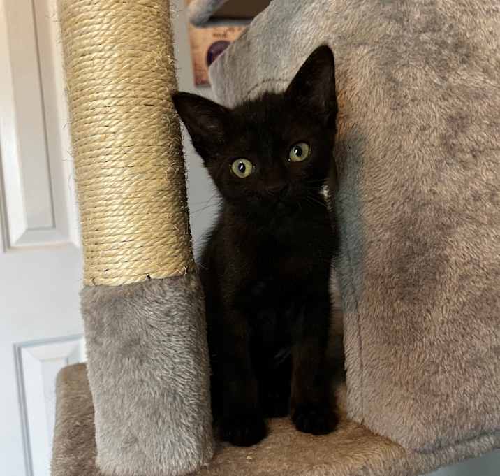 Photo of Black Beauty