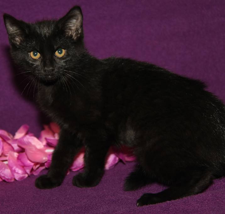 Photo of Truffletoot (Spayed)