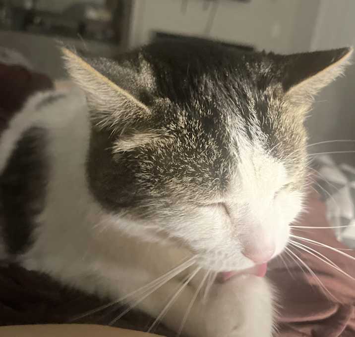Photo of Cleo
