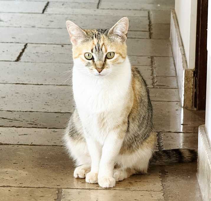 Photo of Churro