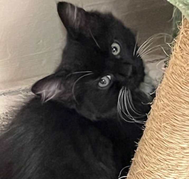 Photo of Kitten Daffodil