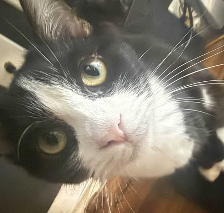 Photo of Jinx