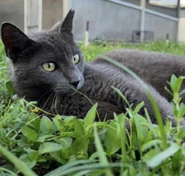 Photo of Honey - Petsmart Plantation Foster Home