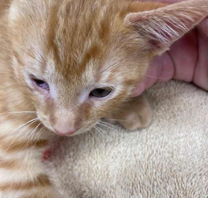 Photo of Opie