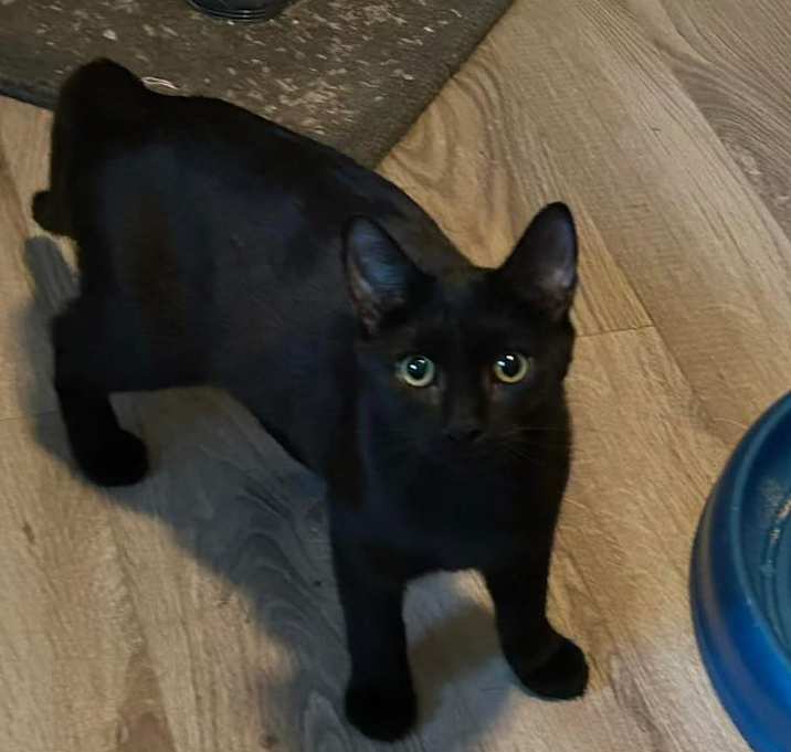 Photo of mochi