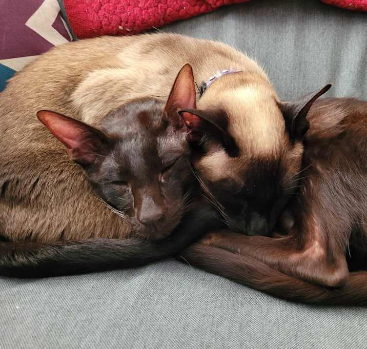 Photo of Chester & Marilyn *BONDED*