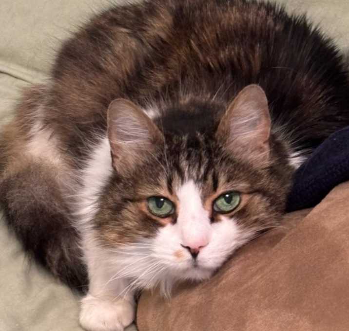 Photo of Cali