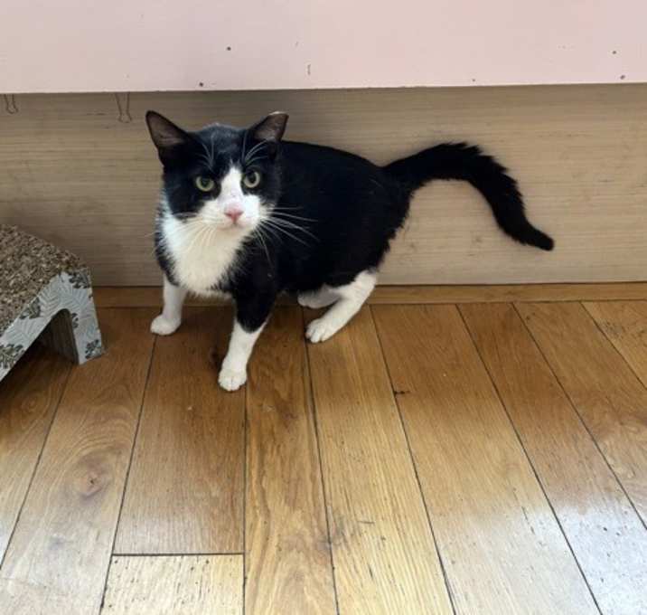 Photo of Tuxie