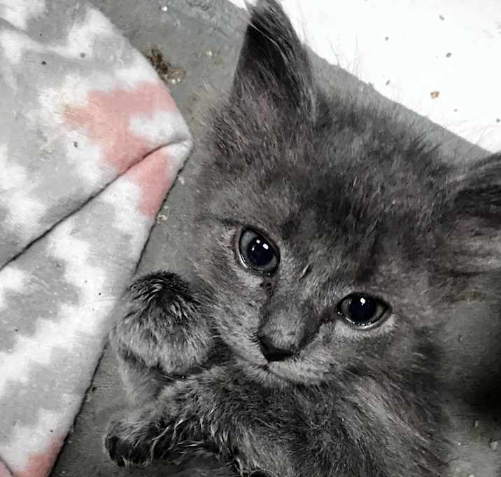 Photo of Mojo