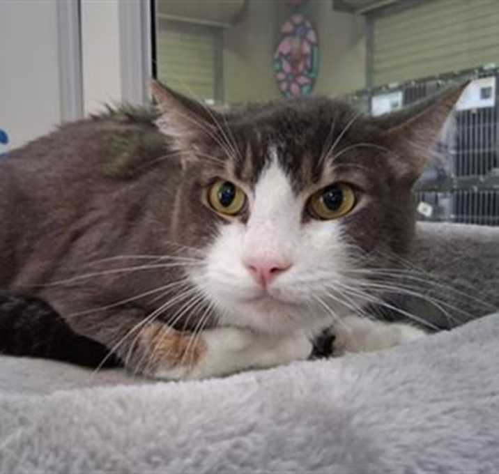 Photo of ROSCOE