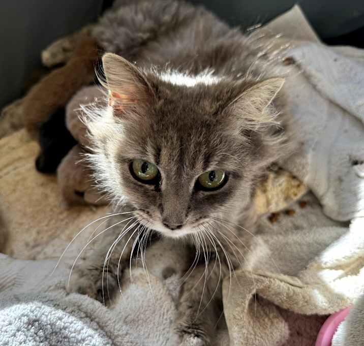 Photo of Harmony Bear