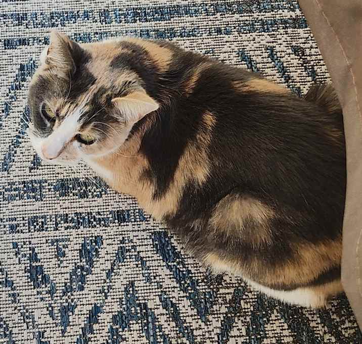 Photo of Ms. Meowgi