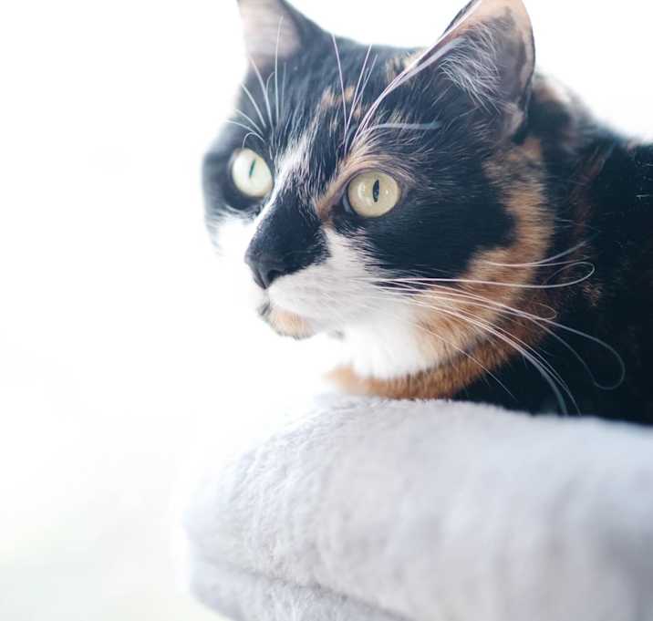 Photo of Cali