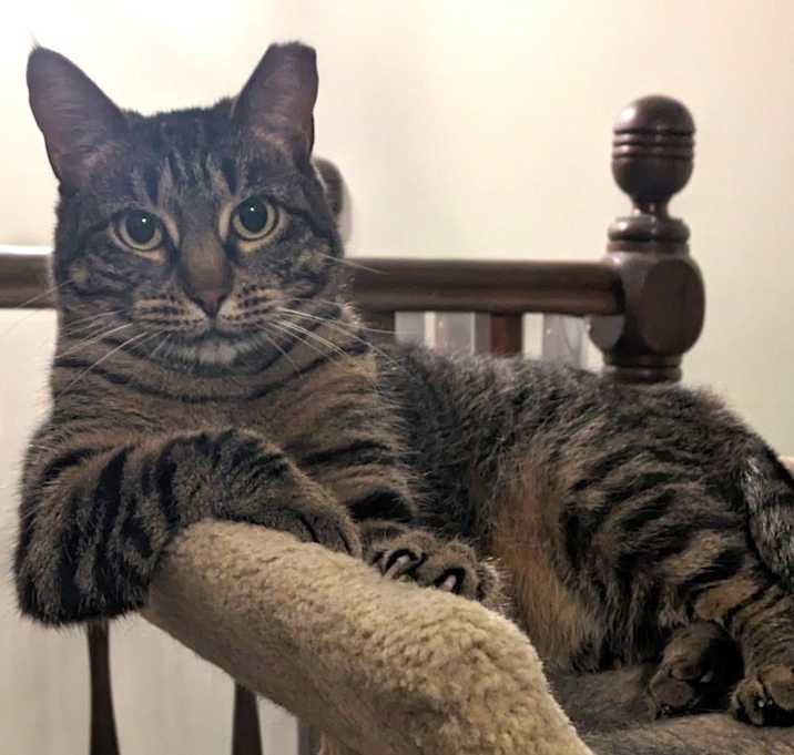 Photo of Mittsy