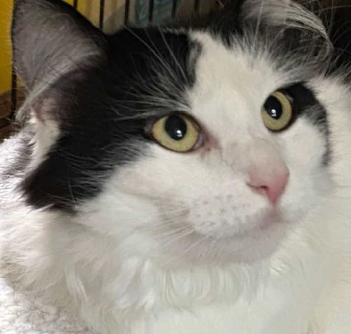 Photo of Cotton