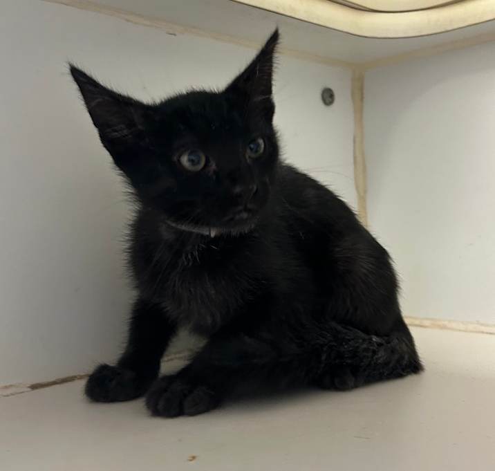 Photo of Bagheera 