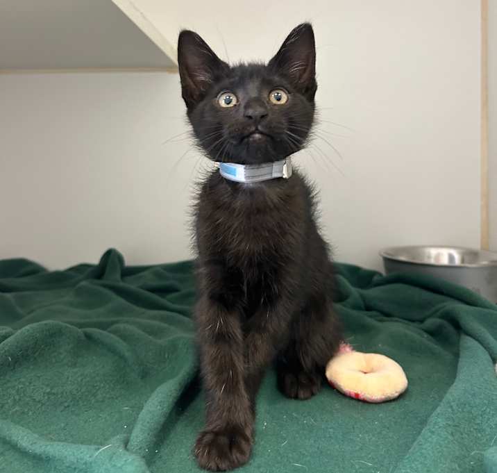 Photo of Binx 