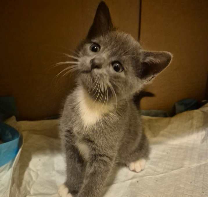 Photo of Momo