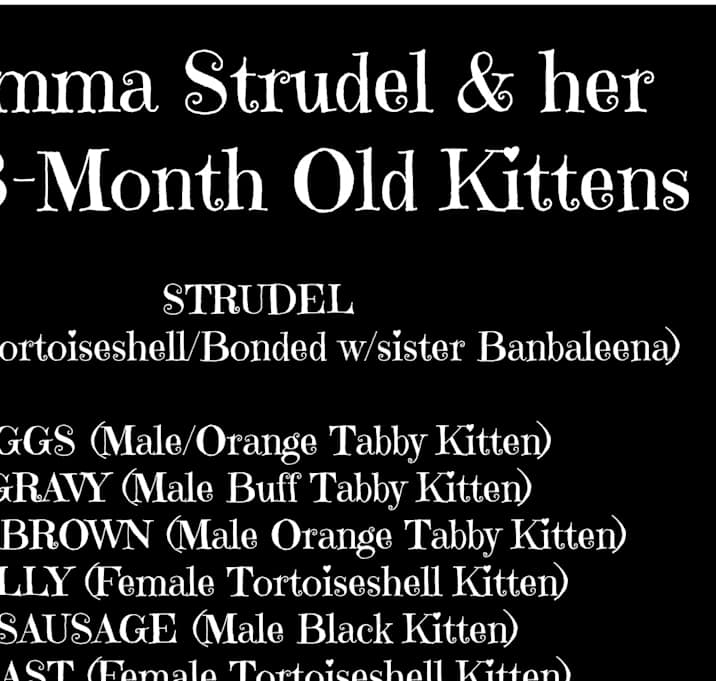 Photo of Strudel's Kittens