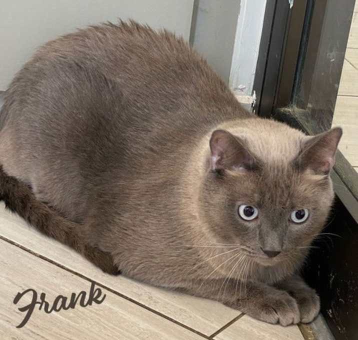 Photo of Frank #apple-head-Siamese
