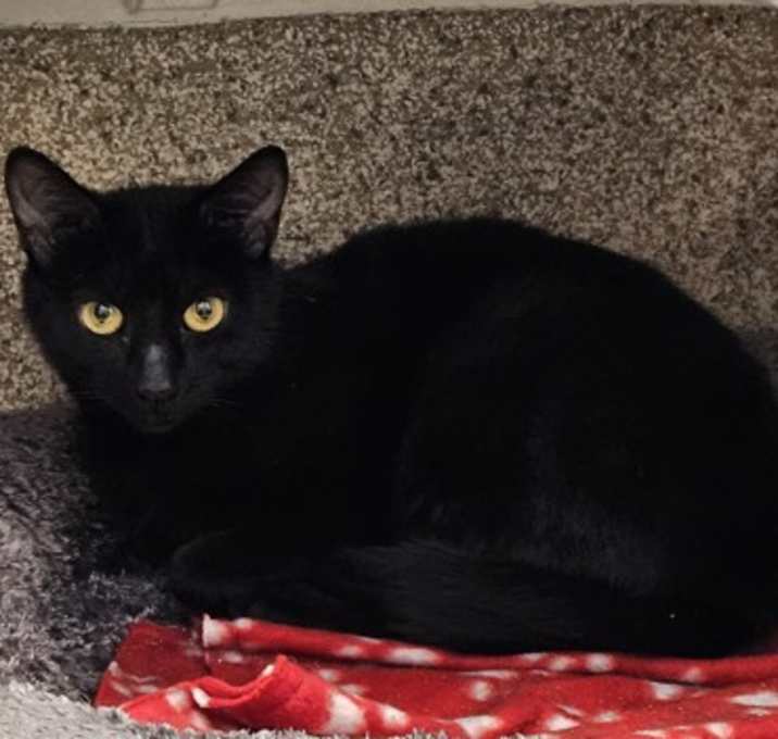 Photo of Raven