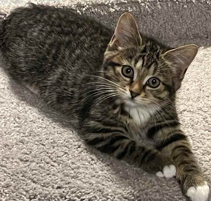 Photo of Sassy