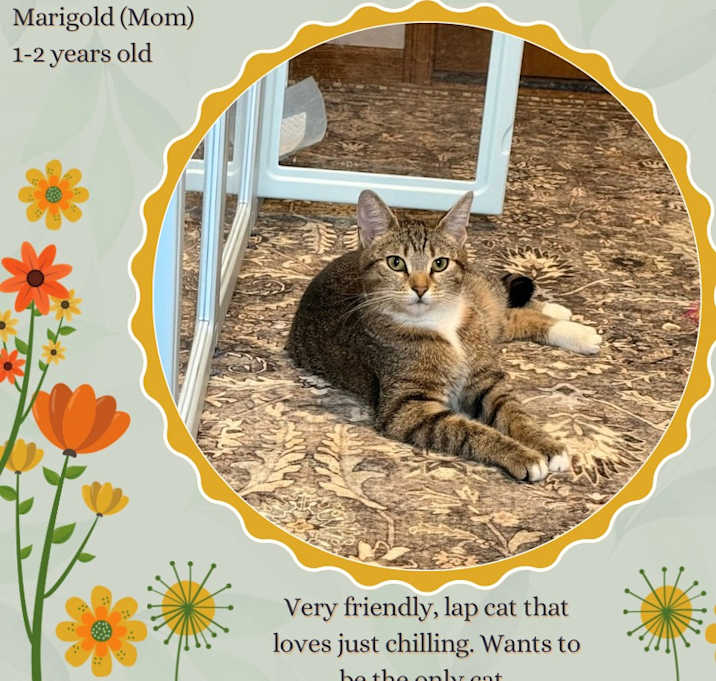 Photo of Marigold