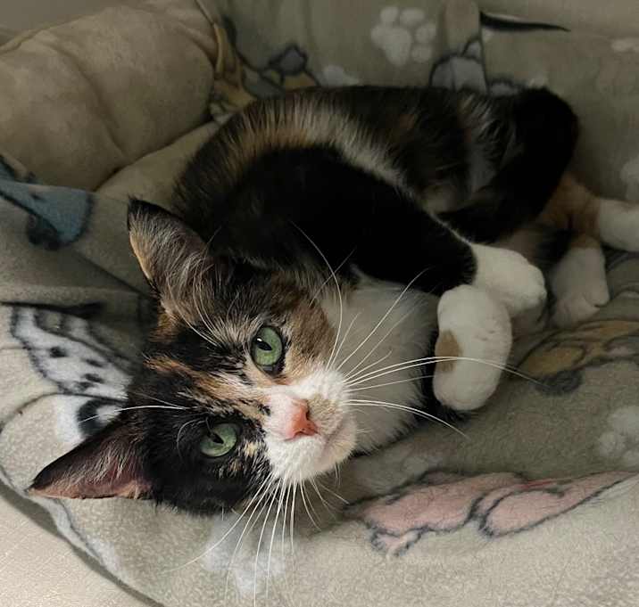 Photo of Sassy