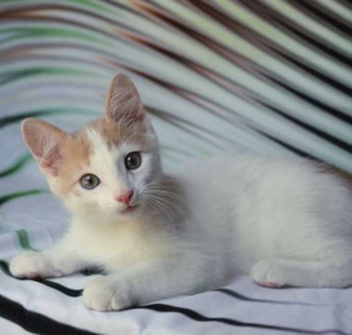 Photo of Puffin