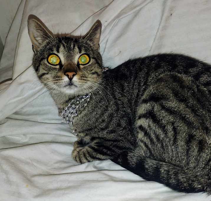 Photo of Marigold