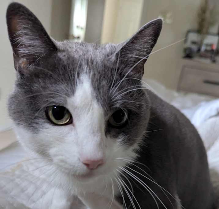 Photo of Blue