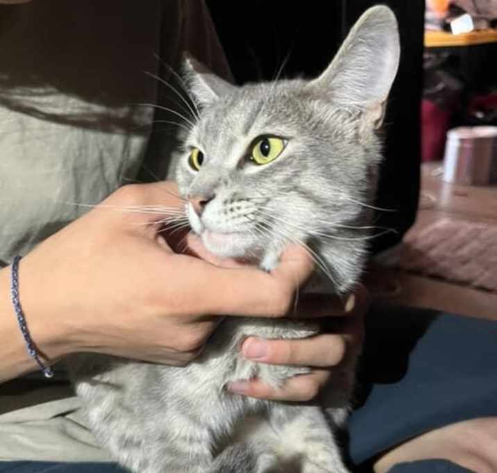Photo of Kitty