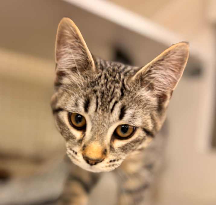 Photo of Biscotti