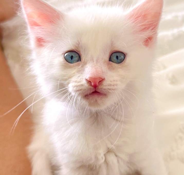 Photo of Pearl