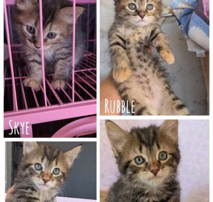 Photo of Skye