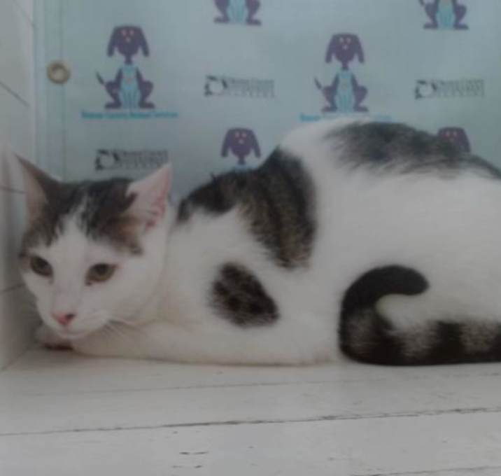 Photo of TOPETINHO