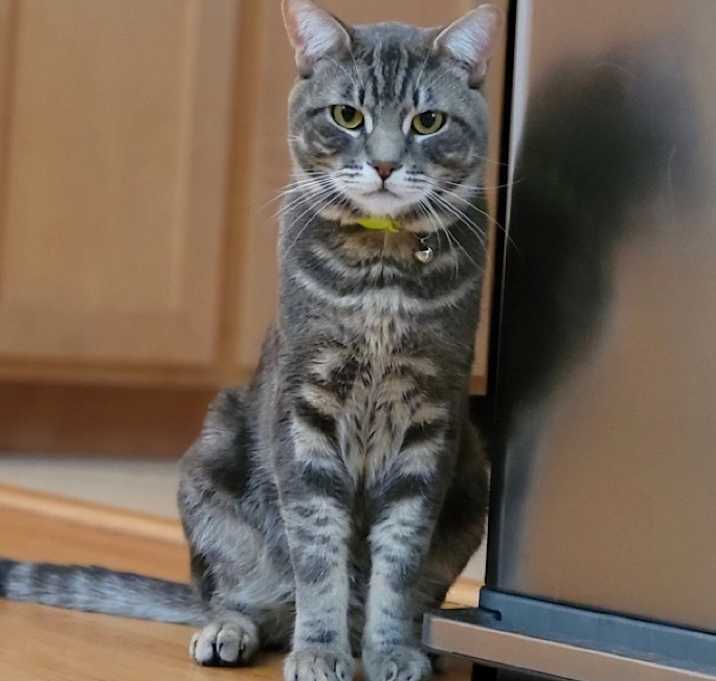 Photo of Waffles