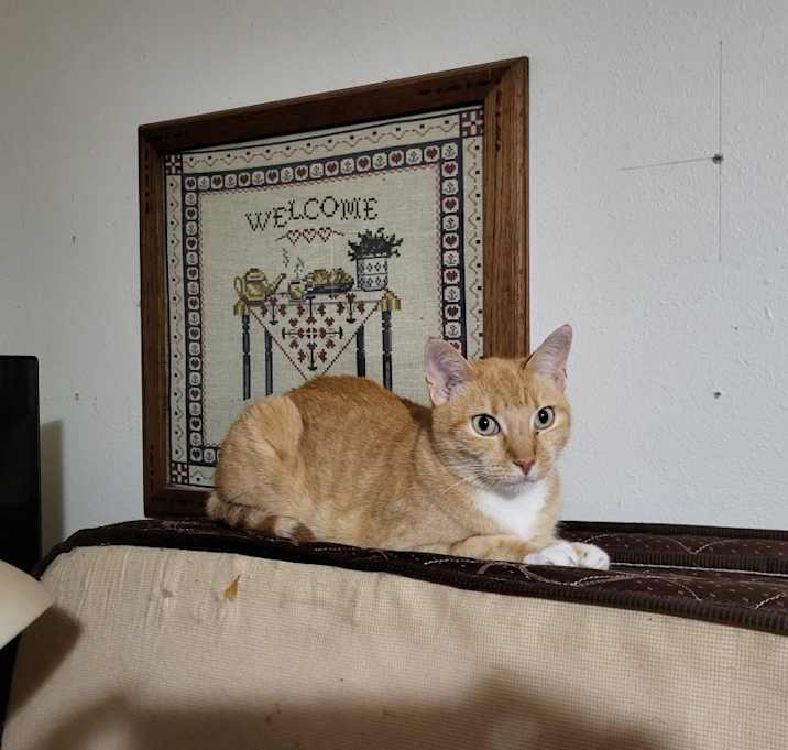 Photo of Amber