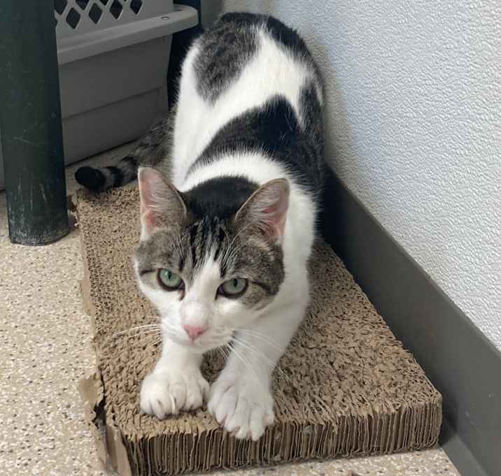 Photo of Olive