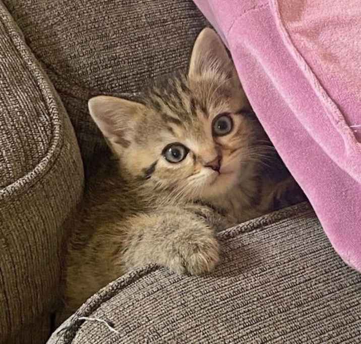 Photo of Calcifer