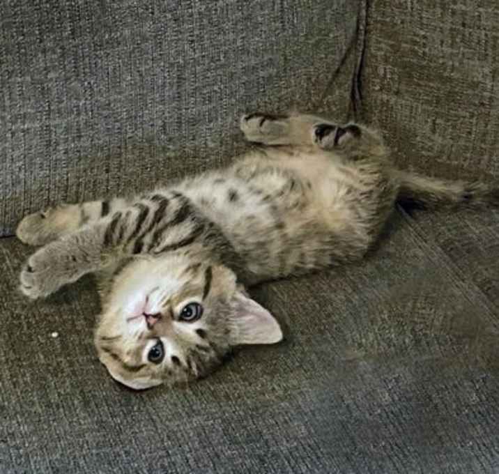 Photo of Melon